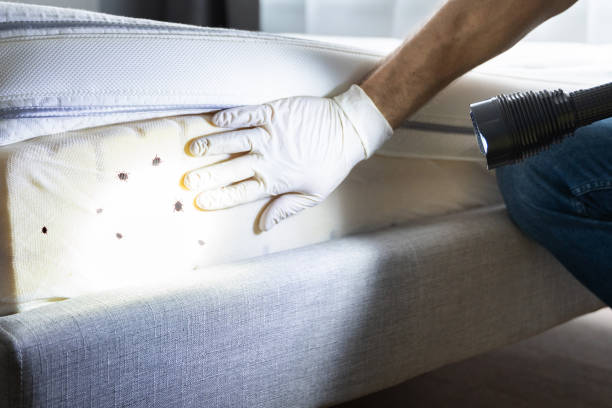 Best Pest Prevention Services  in Alta, IA