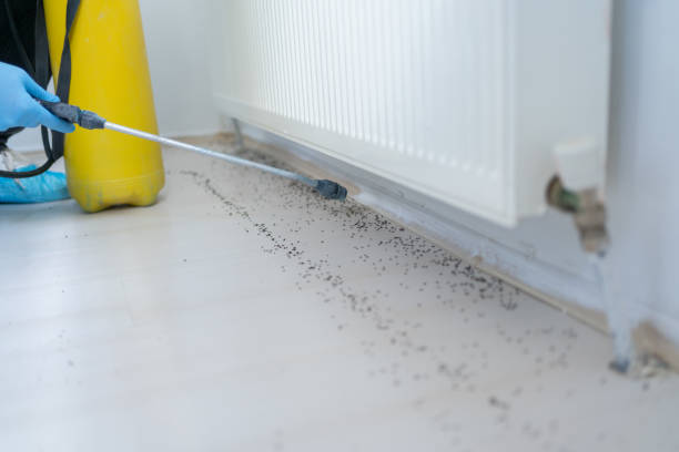 Best Best Pest Control Companies  in Alta, IA